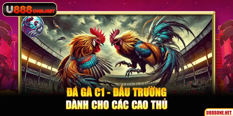 Đá gà C1 - Đấu trường dành cho các cao thủ
