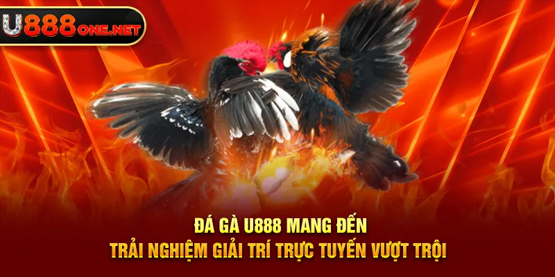 Đá gà U888 trả thưởng minh bạch công khai
