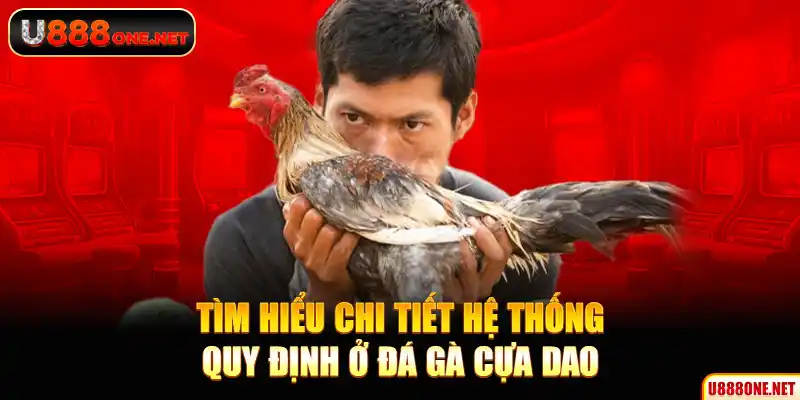 Tìm hiểu chi tiết hệ thống quy định ở đá gà cựa dao
