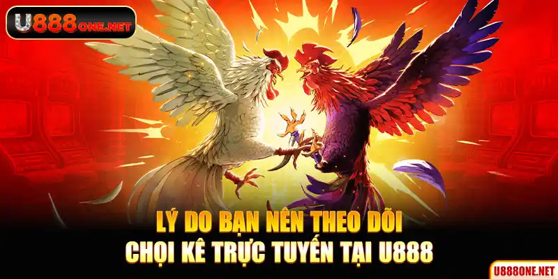 Lý do bạn nên theo dõi chọi kê trực tuyến tại U888
