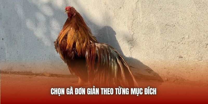 Chọn gà đơn giản theo từng mục đích