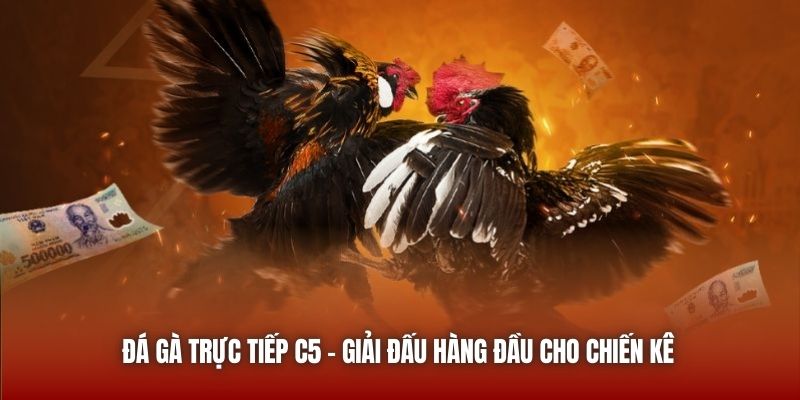 Đá gà trực tiếp C5 - Giải đấu hàng đầu cho chiến kê