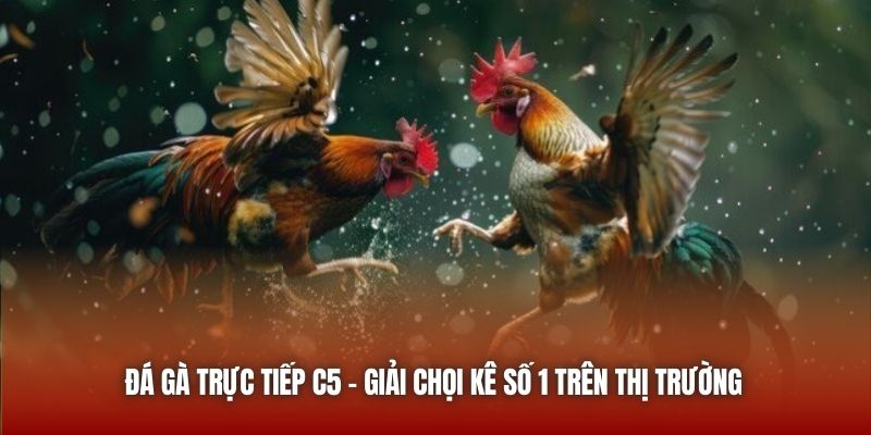 Đá Gà Trực Tiếp C5 - Giải Chọi Kê Số 1 Trên Thị Trường