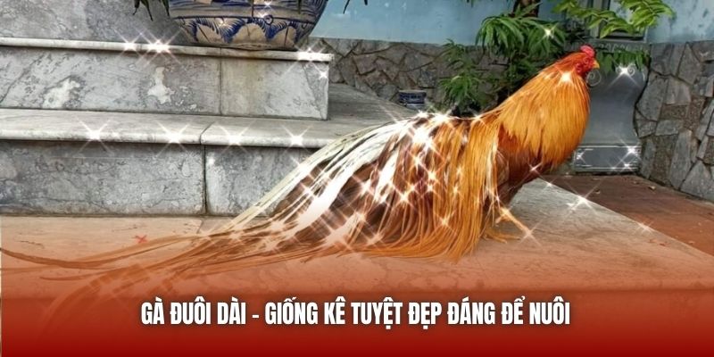 Gà đuôi dài - Giống kê tuyệt đẹp đáng để nuôi