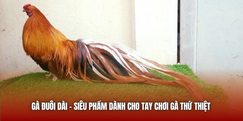 Gà Đuôi Dài - Siêu Phẩm Dành Cho Tay Chơi Gà Thứ Thiệt