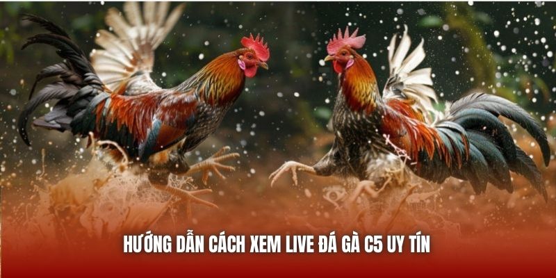 Hướng dẫn cách xem live đá gà C5 uy tín