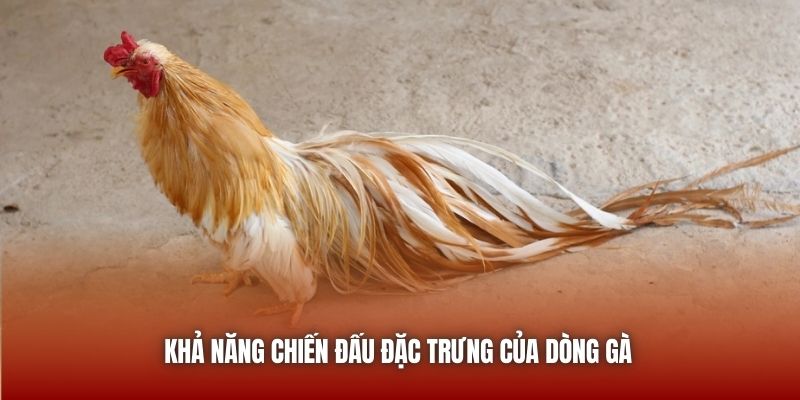 Khả năng chiến đấu đặc trưng của dòng gà