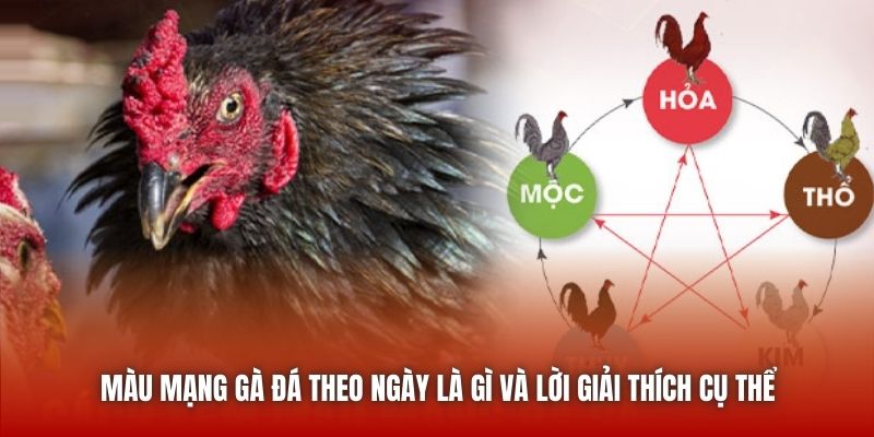 Màu mạng gà đá theo ngày là gì và lời giải thích cụ thể