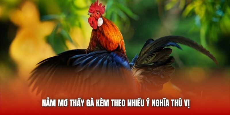 Nằm mơ thấy gà kèm theo nhiều ý nghĩa thú vị