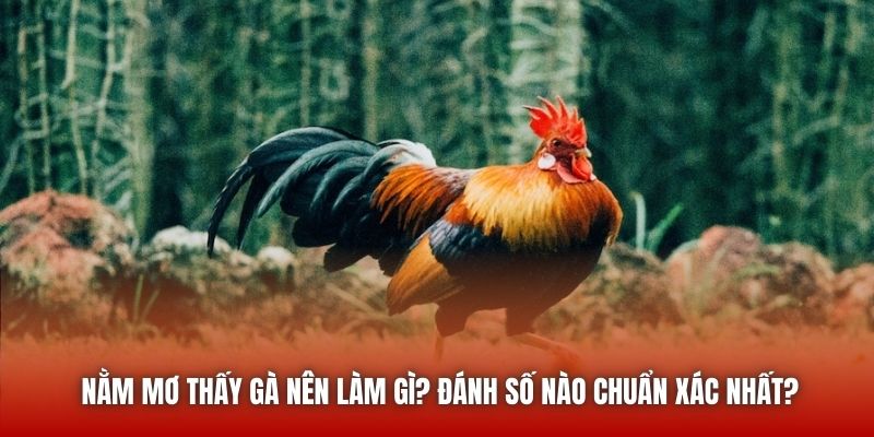 Nằm Mơ Thấy Gà Nên Làm Gì? Đánh Số Nào Chuẩn Xác Nhất?