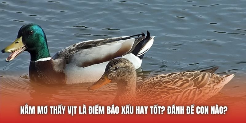 Nằm Mơ Thấy Vịt Là Điềm Báo Xấu Hay Tốt? Đánh Đề Con Nào?