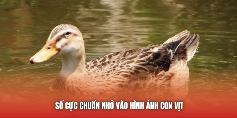 Số cực chuẩn nhờ vào hình ảnh con vịt