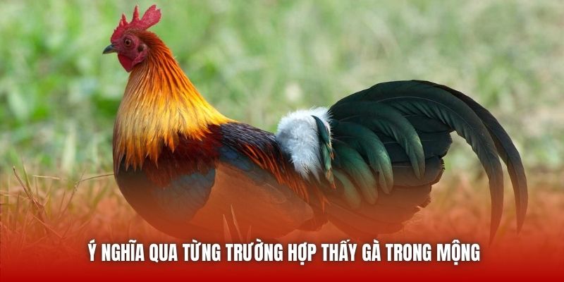Ý nghĩa qua từng trường hợp thấy gà trong mộng